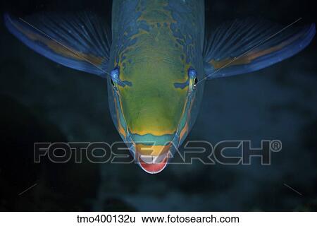 Stock Photograph - Queen Parrotfish feeding on algae.. Fotosearch