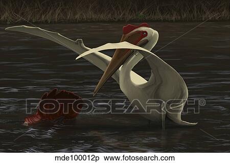 Quetzalcoatlus hunting for food in a prehistoric lake. View Large Illustration Stock Illustration - Quetzalcoatlus hunting for food in a prehistoric lake.. Fotosearch