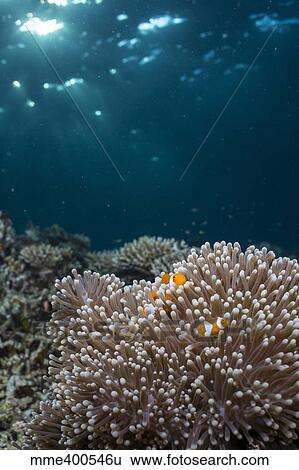 Stock Photograph - Rays from the setting sun shining on an anemone with a pair of clownfish.. Fotosearch