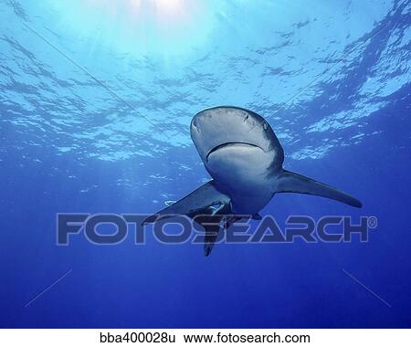 Rays of light shining above an oceanic whitetip shark. View Large Photo Image Stock Photograph - Rays of light shining above an oceanic whitetip shark.. Fotosearch