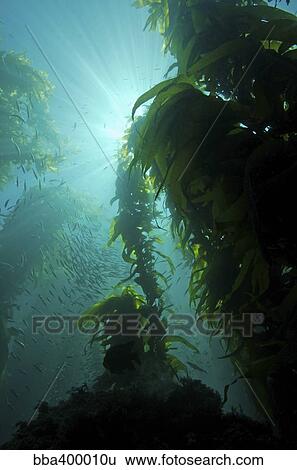Rays of light shining through a kelp forest. View Large Photo Image Stock Photograph - Rays of light shining through a kelp forest.. Fotosearch