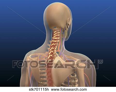 Rear view of human body showing spinal cord and scapula. View Large Illustration Drawing - Rear view of human body showing spinal cord and scapula.. Fotosearch