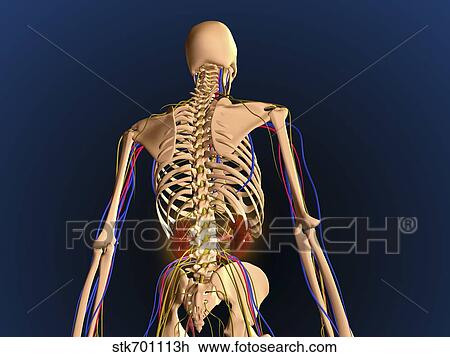 Rear view of human skeleton showing kidney and nervous system. View Large Illustration Drawing - Rear view of human skeleton showing kidney and nervous system.. Fotosearch