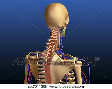 Rear view of human spine and scapula. View Large Illustration Drawing - Rear view of human spine and scapula.. Fotosearch