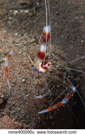 Stock Photograph - Red and white banded cleaner shrimp, Bali, Indonesia.. Fotosearch