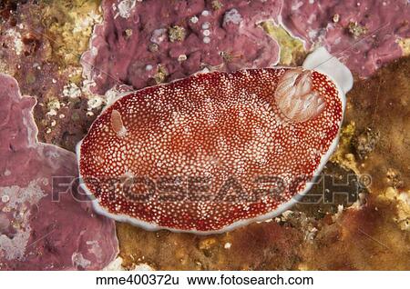 Red and white chromodoris tinctoria nudibranch. View Large Photo Image Stock Photograph - Red and white chromodoris tinctoria nudibranch.. Fotosearch