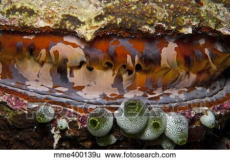 Red and white clam with green tunicates, Maldives. View Large Photo Image Stock Photograph - Red and white clam with green tunicates, Maldives.. Fotosearch