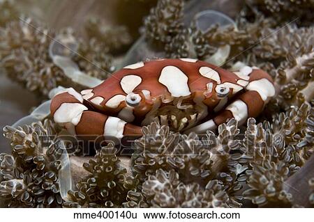 Stock Photograph - Red and white crab, Komodo, Indonesia.. Fotosearch