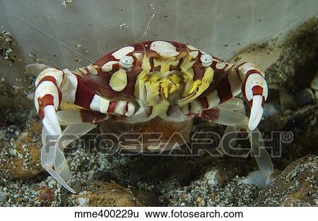 Stock Photograph - Red and white harlequin crab releasing its eggs, Indonesia.. Fotosearch