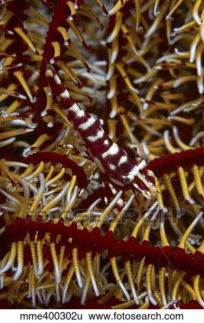 Stock Photograph - Red and white mimic shrimp on crinoid, Bali, Indonesia.. Fotosearch