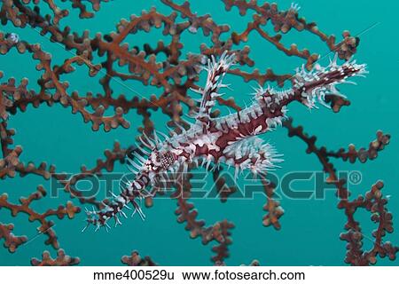 Stock Photograph - Red and white ornate harlequin ghost pipefish.. Fotosearch
