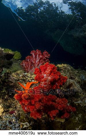 Red and white soft coral with sea star on a rocky reef top in Indonesia. View Large Photo Image Stock Photograph - Red and white soft coral with sea star on a rocky reef top in Indonesia.. Fotosearch