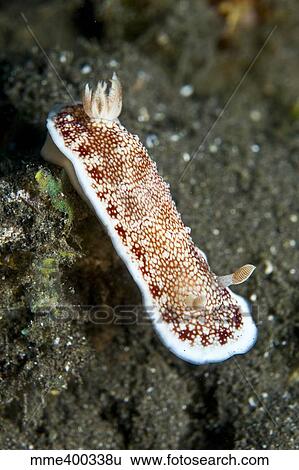 Stock Photograph - Red and white spotted nudibranch on black sand, Komodo, Indonesia.. Fotosearch
