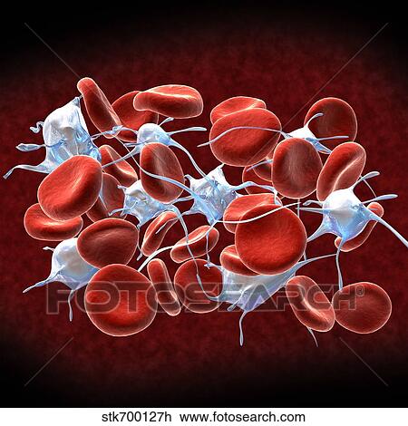 Red blood cells with leukocytes.. View Large Illustration Drawing - Red blood cells with leukocytes... Fotosearch