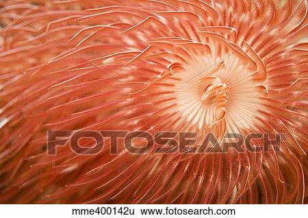 Red christmas tree worm spiral, Komodo, Indonesia. View Large Photo Image Stock Photograph - Red christmas tree worm spiral, Komodo, Indonesia.. Fotosearch