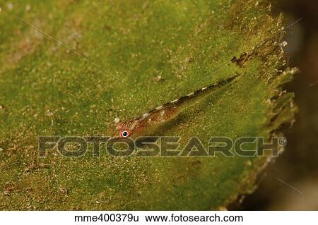 Stock Photograph - Red-eyed goby on green sea grass, Bali, Indonesia.. Fotosearch