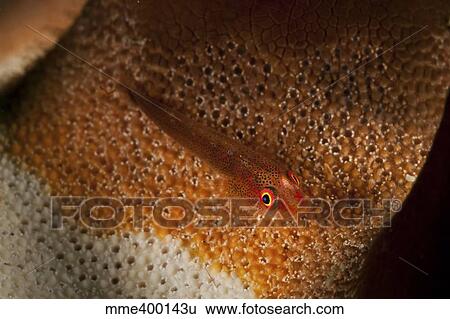 Red goby on orange and white sea star, North Sulawesi, Indonesia. View Large Photo Image Stock Photograph - Red goby on orange and white sea star, North Sulawesi, Indonesia.. Fotosearch