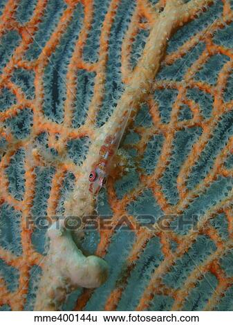 Stock Photograph - Red goby on orange sea fan, Borneo, Indonesia.. Fotosearch