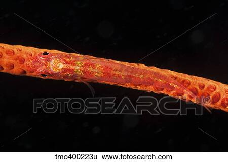 Red goby sitting motionless on whip coral, Fiji. View Large Photo Image Stock Photograph - Red goby sitting motionless on whip coral, Fiji.. Fotosearch