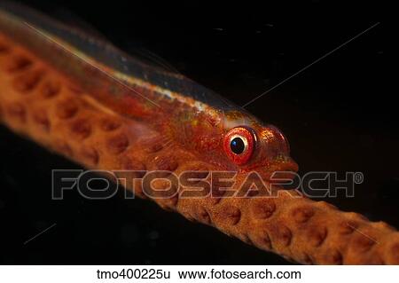 Red goby sitting motionless on whip coral, Fiji. View Large Photo Image Stock Photograph - Red goby sitting motionless on whip coral, Fiji.. Fotosearch