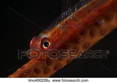 Red goby sitting motionless on whip coral, Fiji. View Large Photo Image Stock Photograph - Red goby sitting motionless on whip coral, Fiji.. Fotosearch