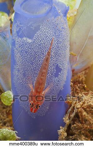 Stock Photograph - Red goby with a clutch of eggs on a blue tunicate, Bali, Indonesia.. Fotosearch