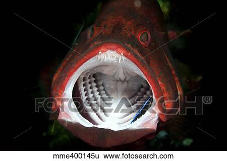 Red grouper with open mouth and cleaner wrasse, Bali, Indonesia. View Large Photo Image Stock Photograph - Red grouper with open mouth and cleaner wrasse, Bali, Indonesia.. Fotosearch