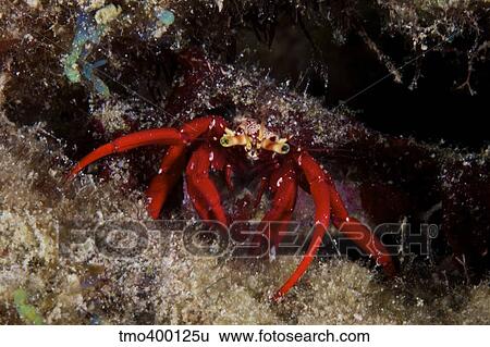 Red Hermit Crab scavanges for food at night. View Large Photo Image Stock Photograph - Red Hermit Crab scavanges for food at night.. Fotosearch