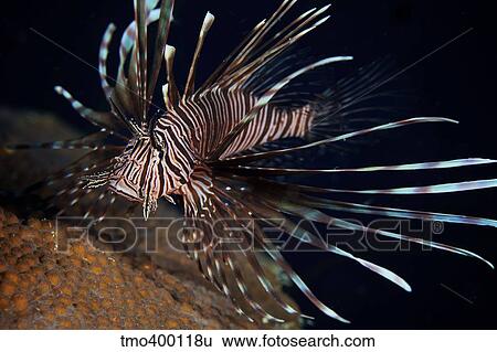 Red Lionfish flares its deadly spines. View Large Photo Image Stock Photograph - Red Lionfish flares its deadly spines.. Fotosearch