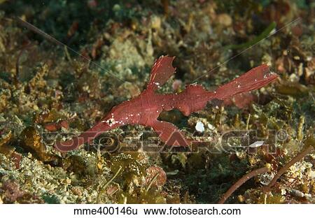 Stock Photograph - Red robust ghost pipefish, Philippines.. Fotosearch