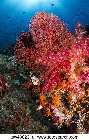 Red sea fan and soft coral in Raja Ampat, Indonesia. View Large Photo Image Stock Photograph - Red sea fan and soft coral in Raja Ampat, Indonesia.. Fotosearch