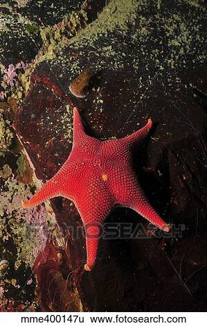Stock Photograph - Red sea star and limpet on brown rock, Antarctica.. Fotosearch