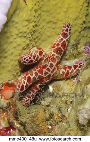 Red Sea Star, Sydney, Australia. View Large Photo Image Stock Photograph - Red Sea Star, Sydney, Australia.. Fotosearch