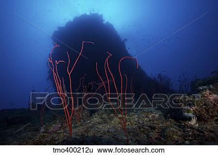 Red sea whip coral in deep water beneath a large coral bommie, Fiji. View Large Photo Image Stock Photograph - Red sea whip coral in deep water beneath a large coral bommie, Fiji.. Fotosearch