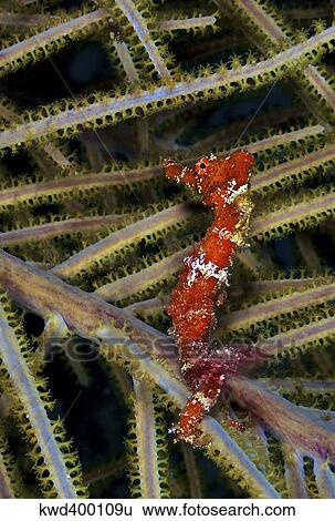 Stock Photograph - Red seahorse on Caribbean reef.. Fotosearch