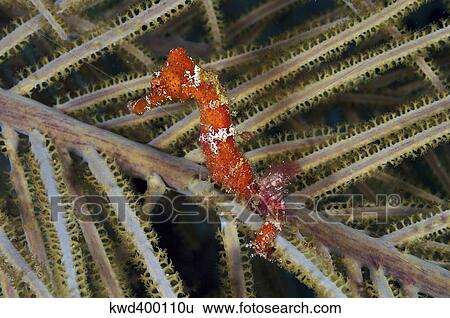 Stock Photograph - Red seahorse on Caribbean reef.. Fotosearch