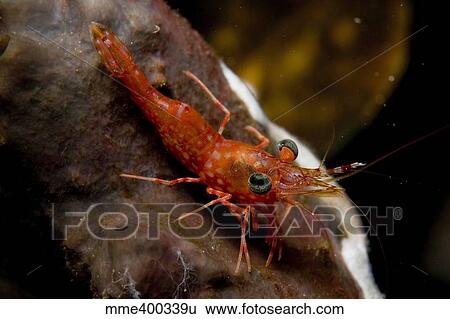 Stock Photograph - Red shrimp with green eyes on sponge, Komodo, Indonesia.. Fotosearch