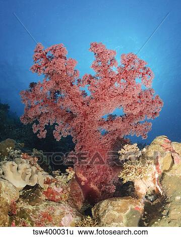 Red soft coral, Australia. View Large Photo Image Stock Photograph - Red soft coral, Australia.. Fotosearch