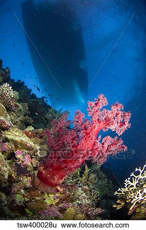 Red soft coral with silhouette of ship, Australia. View Large Photo Image Stock Photograph - Red soft coral with silhouette of ship, Australia.. Fotosearch