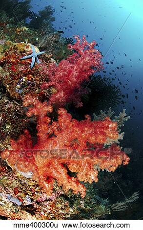 Red soft corals and blue leather sea star, North Sulawesi, Indonesia. View Large Photo Image Stock Photograph - Red soft corals and blue leather sea star, North Sulawesi, Indonesia.. Fotosearch