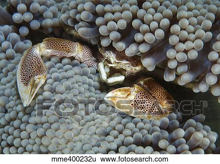 Red-spotted porcelain crab hiding in grey anemone. View Large Photo Image Stock Photograph - Red-spotted porcelain crab hiding in grey anemone.. Fotosearch
