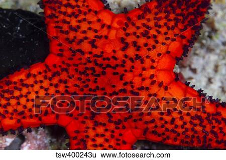 Red Starfish in Raja Ampat, Indonesia. View Large Photo Image Stock Photograph - Red Starfish in Raja Ampat, Indonesia.. Fotosearch