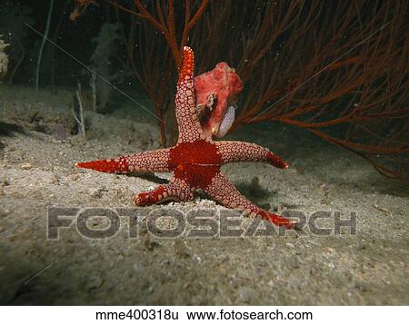 Stock Photograph - Red starfish on sandy bottom, Indonesia.. Fotosearch