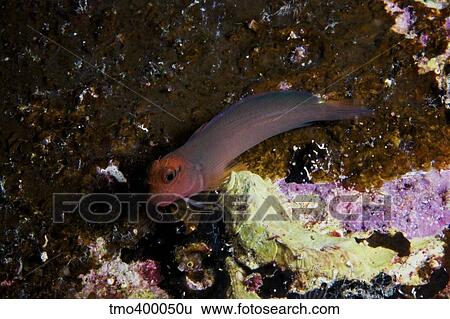 Stock Photograph - Redlip Blenny, Bonaire, Caribbean Netherlands.. Fotosearch