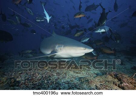 Reef fish scatter as a large bull shark searches for food on the ocean floor. View Large Photo Image Stock Photograph - Reef fish scatter as a large bull shark searches for food on the ocean floor.. Fotosearch