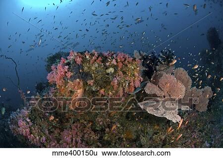 Reef scene with coral and fish, Philippines. View Large Photo Image Stock Photograph - Reef scene with coral and fish, Philippines.. Fotosearch
