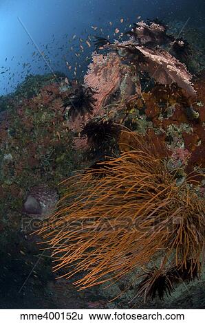 Stock Photograph - Reef scene with coral and fish, Philippines.. Fotosearch