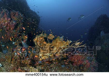 Reef scene with coral and fish, Philippines. View Large Photo Image Stock Photograph - Reef scene with coral and fish, Philippines.. Fotosearch