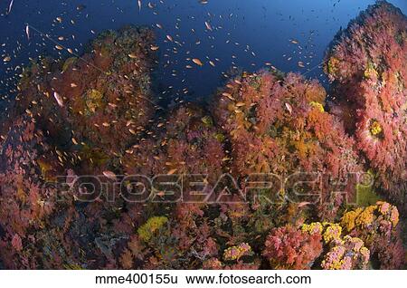 Reef scene with coral and fish, Philippines. View Large Photo Image Stock Photograph - Reef scene with coral and fish, Philippines.. Fotosearch