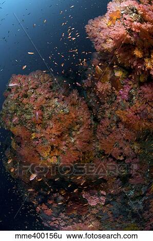 Stock Photograph - Reef scene with coral and fish, Philippines.. Fotosearch